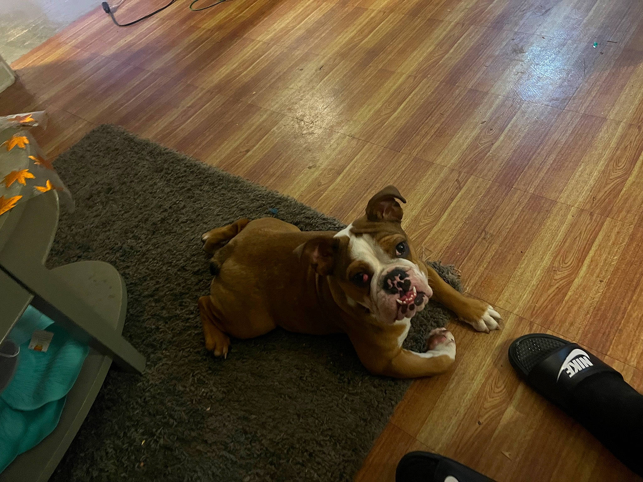 Quila joined the competition — help win amazing prizes! carnivore, comfort, companion_dog, dog, dog_breed, fawn, floor, flooring, hardwood, laminate_flooring, plank, pug, snout, tail, toy_dog, varnish, wood, wood_flooring, wood_stain, working_animal