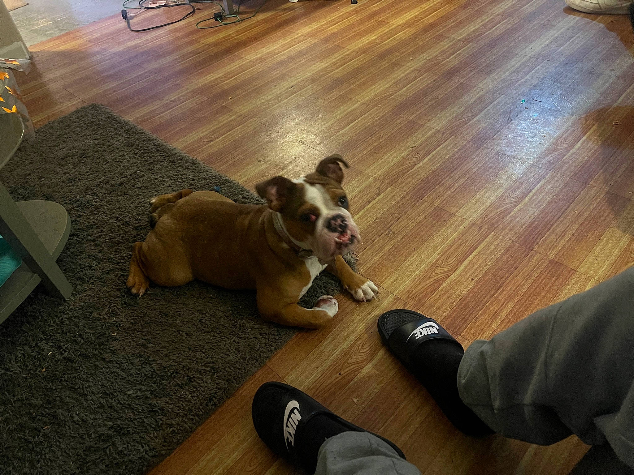 Quila joined the competition — help win amazing prizes! carnivore, comfort, companion_dog, dog, dog_breed, fawn, floor, flooring, hardwood, laminate_flooring, paw, plywood, snout, tail, toy_dog, varnish, wood, wood_flooring, wood_stain, working_animal