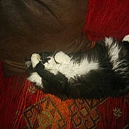 Lord participe au concours pour gagner de l'argent avec cette photo :