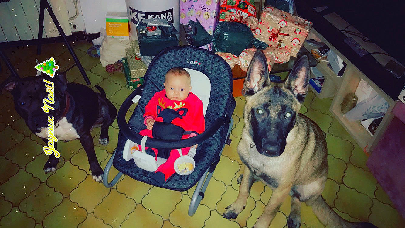 Mayna participe au concours pour gagner de l'argent avec cette photo : canidae, carnivore, collar, comfort, companion_dog, dog, dog_breed, dog_clothes, dog_sports, dog_supply, fawn, fun, lap, leisure, mammal, person, recreation, sporting_group, toddler, vertebrate