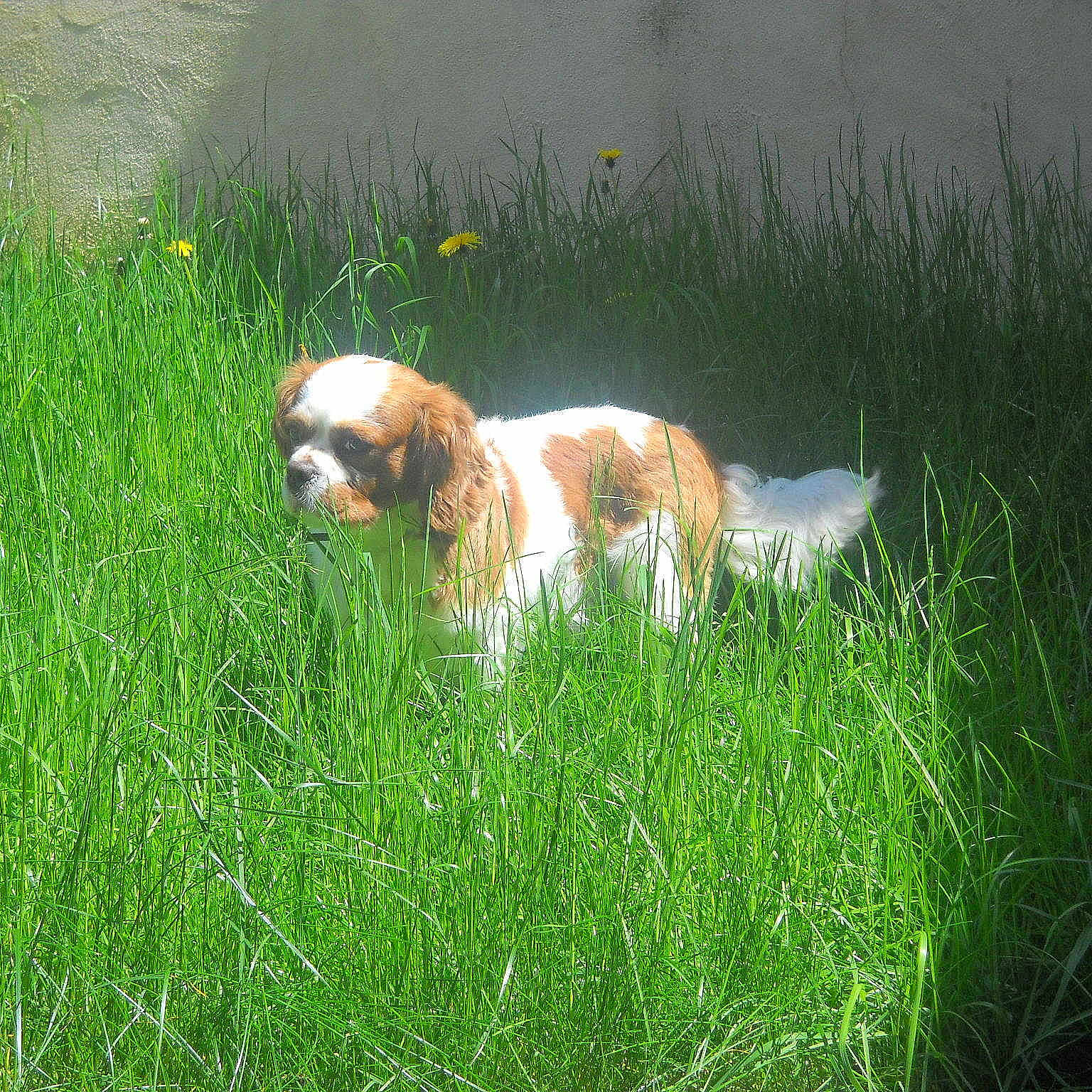 Filou