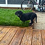 Meg is registered to the contest to win money with this photo: animal, backyard, bicycle, black_dog, collar, concrete, curious, daylight, fence, grass, greenery, nature, outdoor, pet, playful, puppy, sidewalk, small_dog, wooden_deck, young_dog