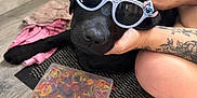 Meg joined the competition — help win amazing prizes! accessory, arm, black_dog, close_up, dog, floor, hand, indoor, mat, pet, plastic_box, playful, relaxed, resting, rubber_bands, snack_pack, stitch, sunglasses, tattoo, wood_floor