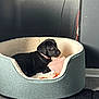 Meg is registered to the contest to win money with this photo: animal, black_dog, collar, cozy, cute, dog, fleece, floor, indoor, modern, pet_bed, pink_toy, plush_toy, puppy, relaxing, resting, shadow, sunlight, wall, wooden_floor