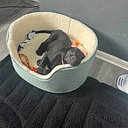 Meg joined the competition — help win amazing prizes! animal, black_rug, canine, collar, comfort, cozy, cute, dog, domestic, flooring, furniture, gray_wall, indoor, pet_bed, puppy, relaxed, resting, toy, wooden_floor, young_dog