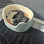 animal, black_rug, canine, collar, comfort, cozy, cute, dog, domestic, flooring, furniture, gray_wall, indoor, pet_bed, puppy, relaxed, resting, toy, wooden_floor, young_dog