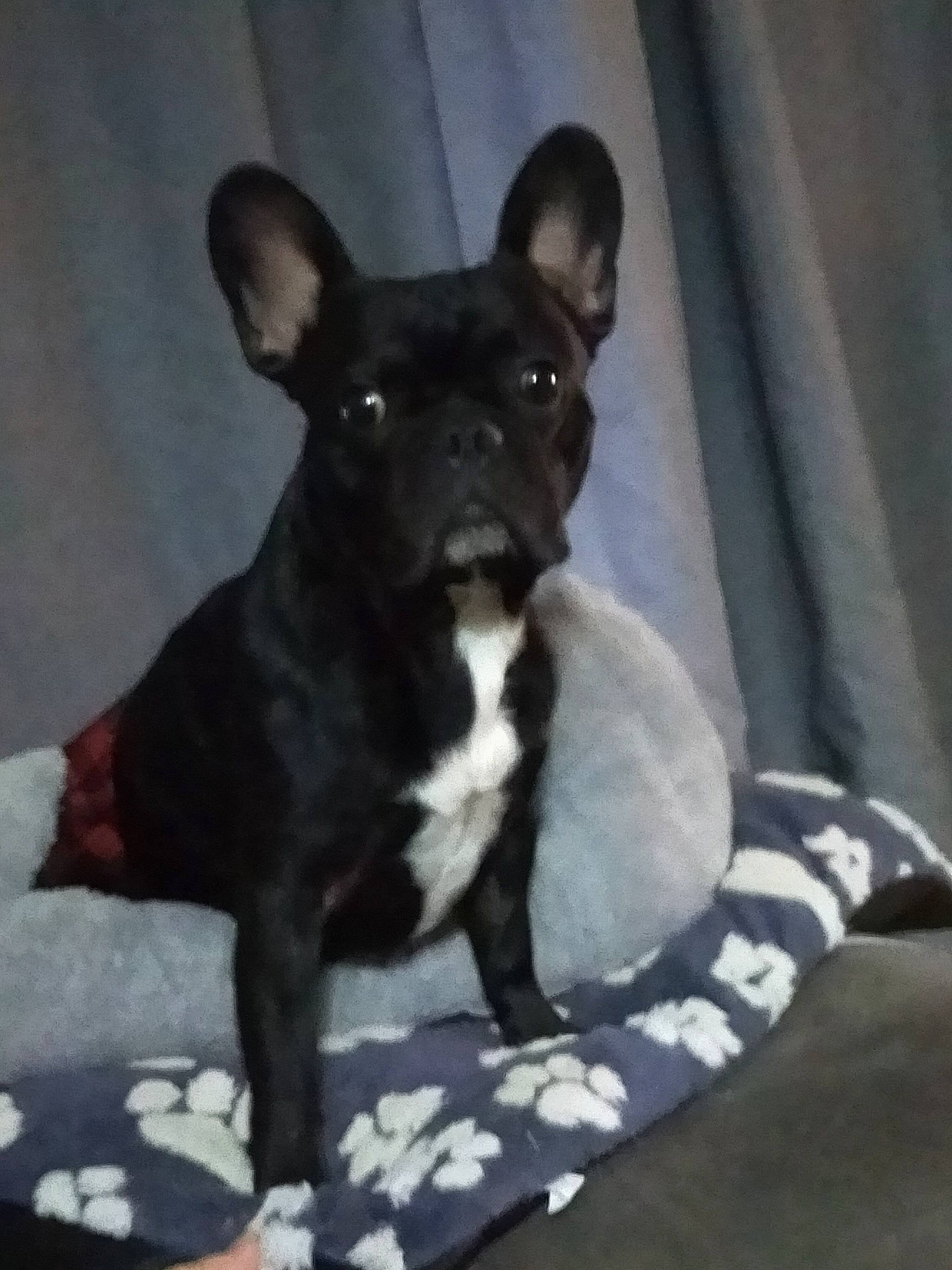 Nestor a rejoint le concours — aidez-le/la à gagner de superbes lots ! canidae, carnivore, companion_dog, dog, dog_breed, fawn, french_bulldog, mammal, non_sporting_group, puppy, snout, sporting_group, vertebrate