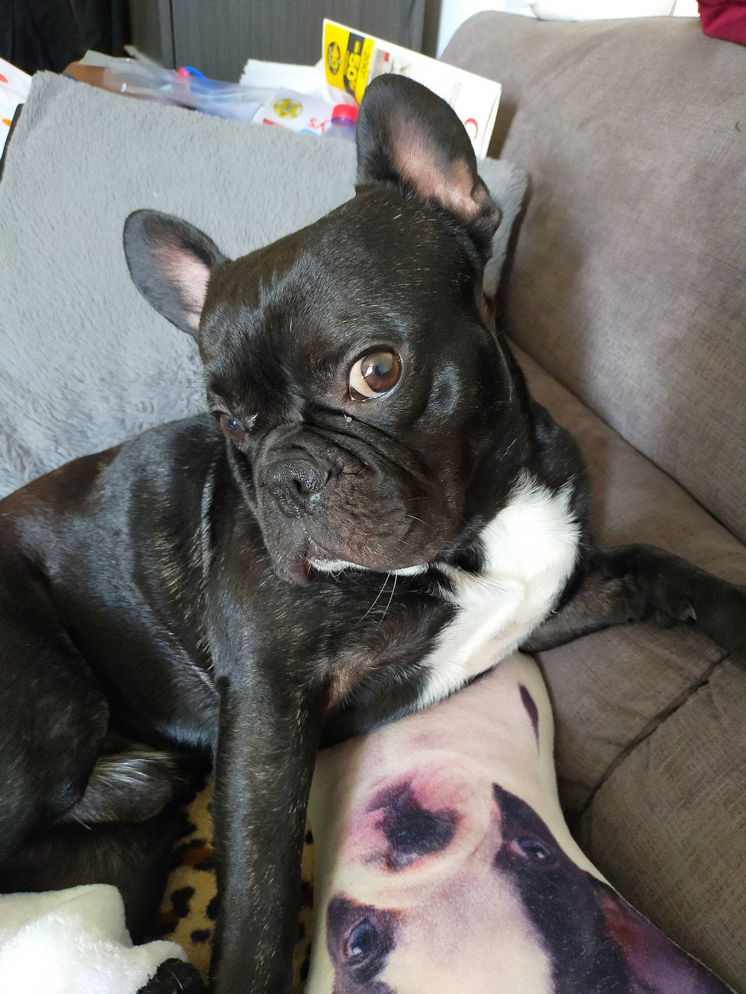 Nestor participe au concours pour gagner de l'argent avec cette photo : boston_terrier, canidae, carnivore, companion_dog, dog, dog_breed, ear, eye, fawn, french_bulldog, mammal, molosser, non_sporting_group, puppy, rare_breed_dog, skin, snout, toy_bulldog, vertebrate, whiskers