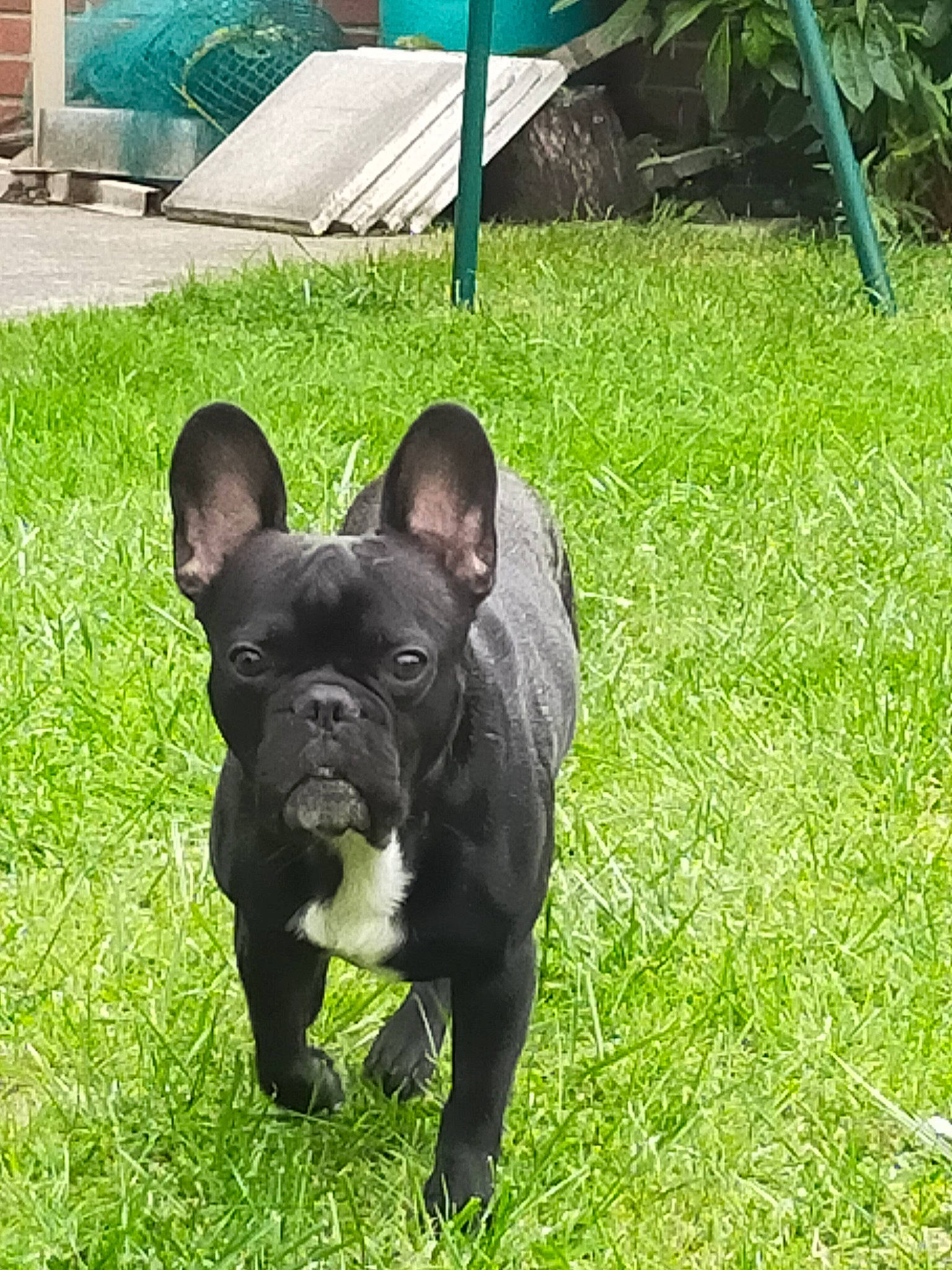 Nestor a rejoint le concours — aidez-le/la à gagner de superbes lots ! bulldog, canidae, carnivore, companion_dog, dog, dog_breed, fawn, french_bulldog, grass, lawn, mammal, molosser, non_sporting_group, puppy, rare_breed_dog, snout, sporting_group, toy_bulldog, vertebrate