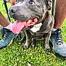 dog, puppy, gray_fur, short_hair, tongue, panting, sitting, collar, orange_collar, outdoor, grass, lawn, person, legs, shoes, sneakers, chair, close_up, pet, playful