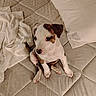 puppy, dog, bed, mattress, pillow, towel, white, brown, cute, pet, animal, indoors, sitting, looking_up, young, curious, floor, resting, fur, domestic