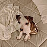 puppy, dog, bed, mattress, towel, pillow, indoor, pet, cute, brown_and_white, looking_up, young_dog, animal, companion, sitting, floor_covering, texture, cozy, domestic, adorable