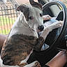 Rya joined the competition — help win amazing prizes! dog, animal, pet, car, steering_wheel, inside, lap, person, paw, window, fence, house, seat, looking, brown, white, black, ears, snout, curious