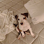 Babygirl is registered to the contest to win money with this photo: animal, bed, brown, cozy, cute, dog, domestic, floor, fur, indoor, looking_up, mattress, pet, pillow, puppy, sitting, small, towel, white, young