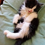 Sisa is registered to the contest to win money with this photo: kitten, cat, black_and_white, fluffy, lying_down, playful, pet, animal, feline, soft, fabric, green, cute, young, whiskers, paws, tail, indoor, relaxed, mouth_open