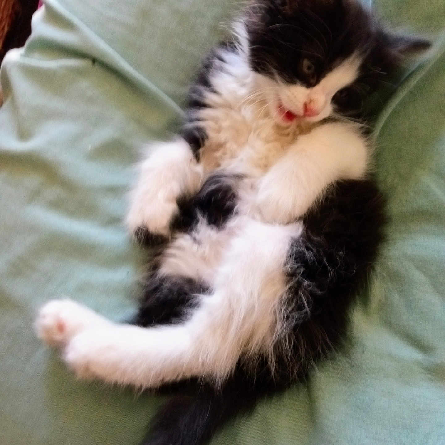 Sisa is registered to the contest to win money with this photo: animal, black_and_white, cat, cute, fabric, feline, fluffy, green, indoor, kitten, lying_down, mouth_open, paws, pet, playful, relaxed, soft, tail, whiskers, young