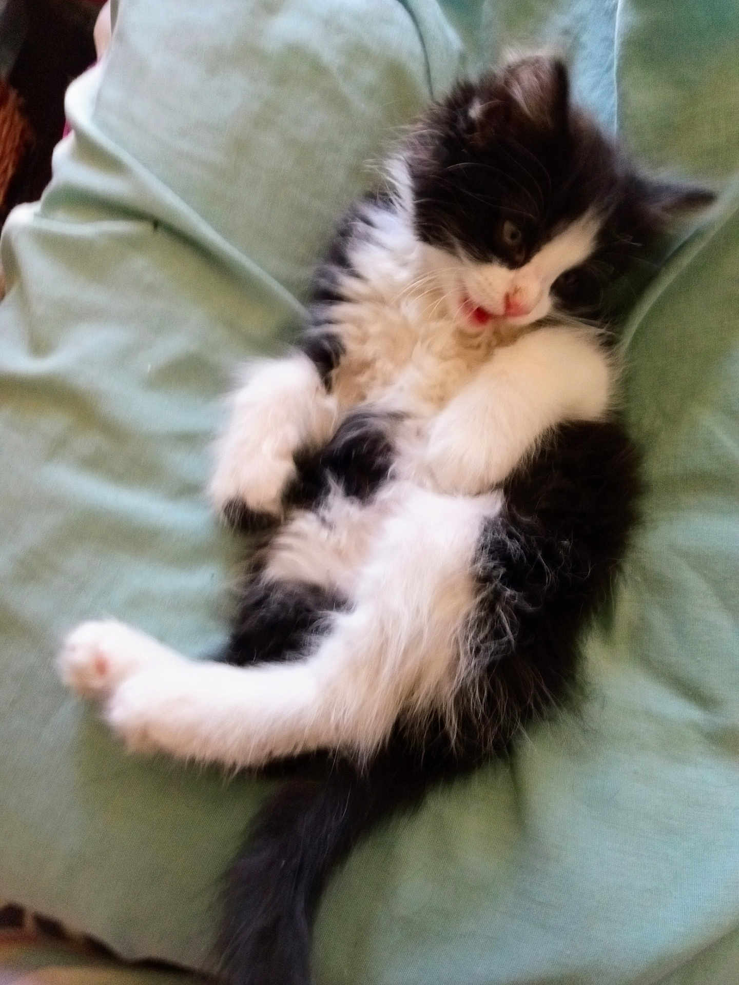 Sisa is registered to the contest to win money with this photo: kitten, cat, black_and_white, fluffy, lying_down, playful, pet, animal, feline, soft, fabric, green, cute, young, whiskers, paws, tail, indoor, relaxed, mouth_open
