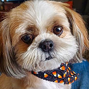 Snickers is registered to the contest to win money with this photo: dog, small_dog, pet, bandana, halloween, indoors, fur, cute, face, eyes, nose, animal, companion, domestic_animal, sitting, portrait, furniture, television, cozy, home