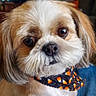 dog, small_dog, pet, bandana, halloween, indoors, fur, cute, face, eyes, nose, animal, companion, domestic_animal, sitting, portrait, furniture, television, cozy, home