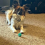 Arrow joined the competition — help win amazing prizes! dog, canine, papillon, pet, indoor, carpet, toy_ball, brown_and_white, fluffy, fur, large_ears, eyes, collar, playful, lying_down, front_paws, living_room, luggage, chair_wheel, soft_light