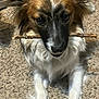 Arrow is registered to the contest to win money with this photo: dog, pet, stick, carpet, ears, paws, fur, brown, white, black, long_ears, looking_at_camera, indoor, portrait, face, cute, small_dog, playful, whiskers, nose
