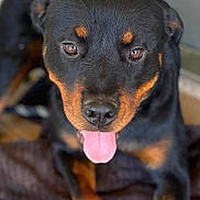 Rosie is registered to the contest to win money with this photo: rottweiler, dog, pet, tongue_out, close_up, portrait, black_fur, tan_markings, brown_eyes, wet_nose, paws, blanket, indoor, resting, attentive, muzzle, whiskers, front_legs, companion, shallow_depth_of_field
