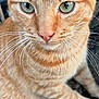 Cheeto joined the competition — help win amazing prizes! cat, orange_tabby, tabby, close_up, green_eyes, whiskers, fur, pet, feline, portrait, ears, nose, pink_nose, striped, outdoor, flower_pot, soil, tail, sitting, cute