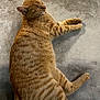 cat, orange_tabby, tabby, pet, feline, lying_down, relaxed, sleeping, whiskers, ears, paws, toe_beans, fur, stripes, close_up, concrete_floor, shadow, indoor, portrait, texture