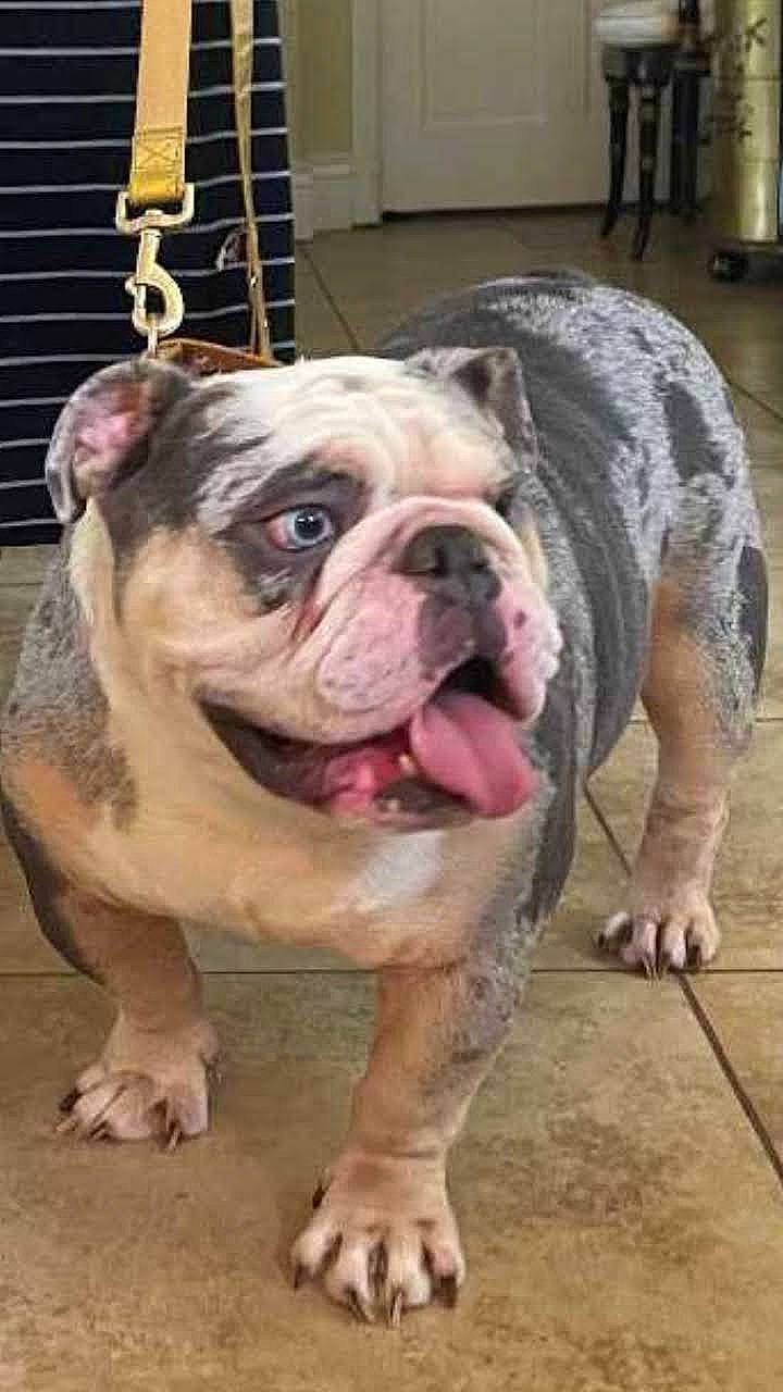 Blue Sapphire joined the competition — help win amazing prizes! bulldog, canidae, carnivore, companion_dog, dog, dog_breed, fawn, flooring, natural_material, non_sporting_group, snout, sporting_group, terrestrial_animal, white_english_bulldog, working_animal, working_dog, wrinkle