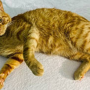 Kai joined the competition — help win amazing prizes! cat, ginger_cat, tabby, pet, feline, animal, cute, relaxed, lying_down, whiskers, ears, tail, paw, fur, indoor, domestic, curious, looking_at_camera, soft_surface, resting