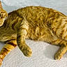 cat, ginger_cat, tabby, pet, feline, animal, cute, relaxed, lying_down, whiskers, ears, tail, paw, fur, indoor, domestic, curious, looking_at_camera, soft_surface, resting
