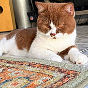 Fabio is registered to the contest to win money with this photo: amber_eyes, animal, brown_and_white, cat, cozy, drum, ears, feline, floor, fur, furniture, home, indoor, looking, musical_instrument, paws, pet, relaxed, rug, whiskers