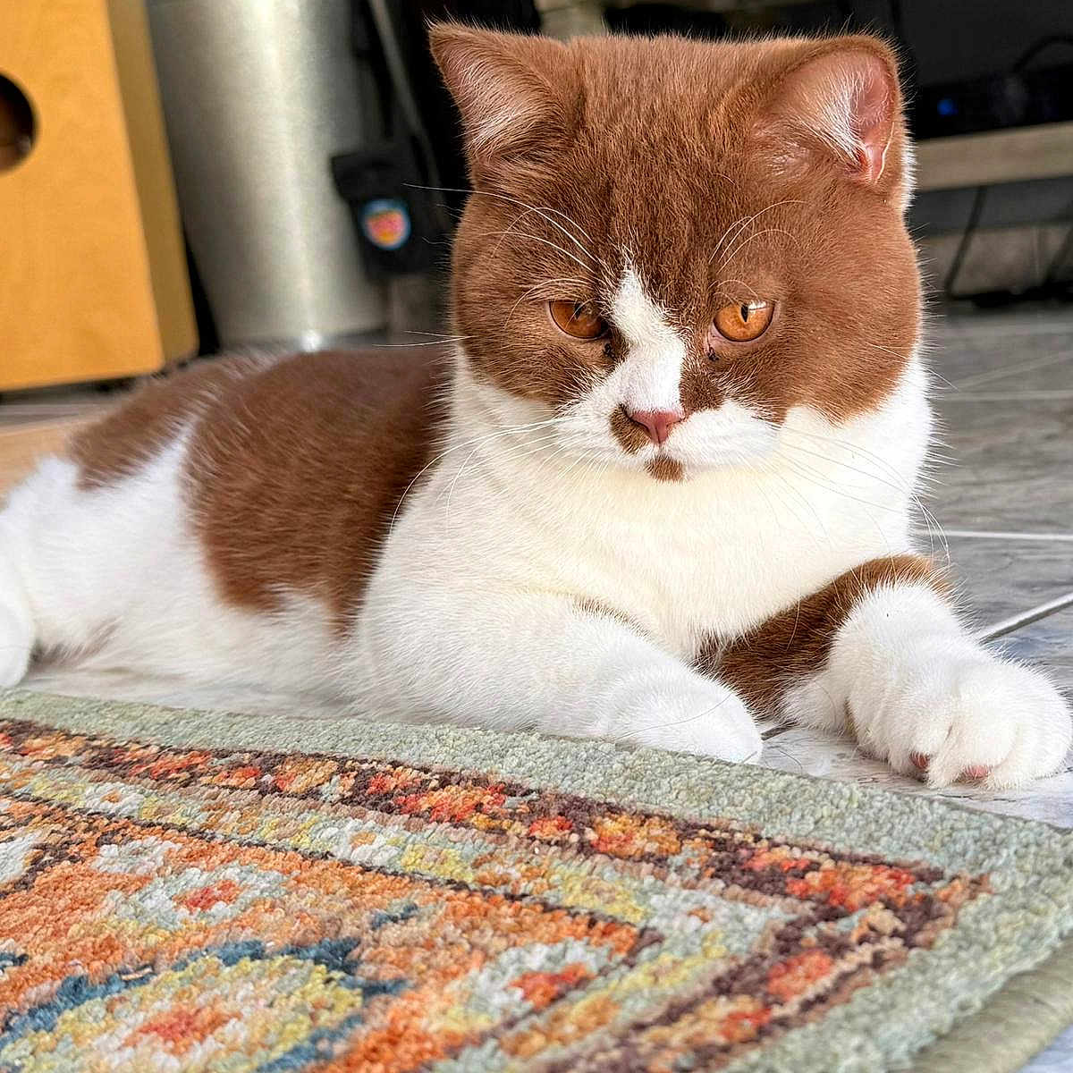 Fabio
