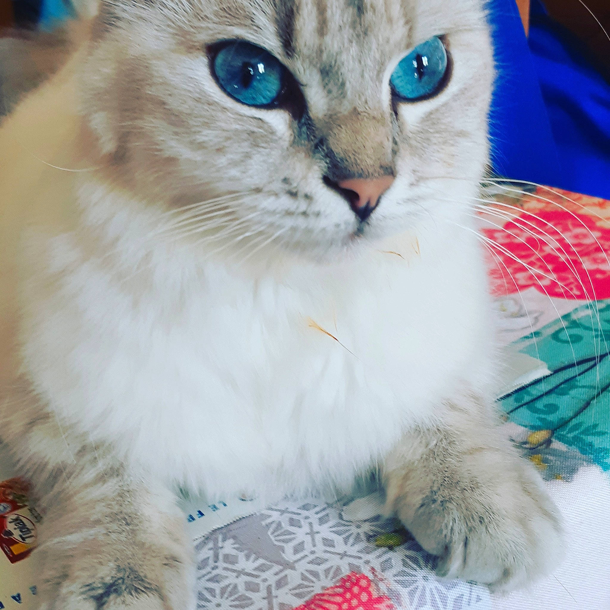 Pixel participe au concours pour gagner de l'argent avec cette photo : aqua, carnivore, cat, collar, felidae, fur, iris, ojos_azules, pet_supply, small_to_medium_sized_cats, snout, turquoise, vertebrate, whiskers