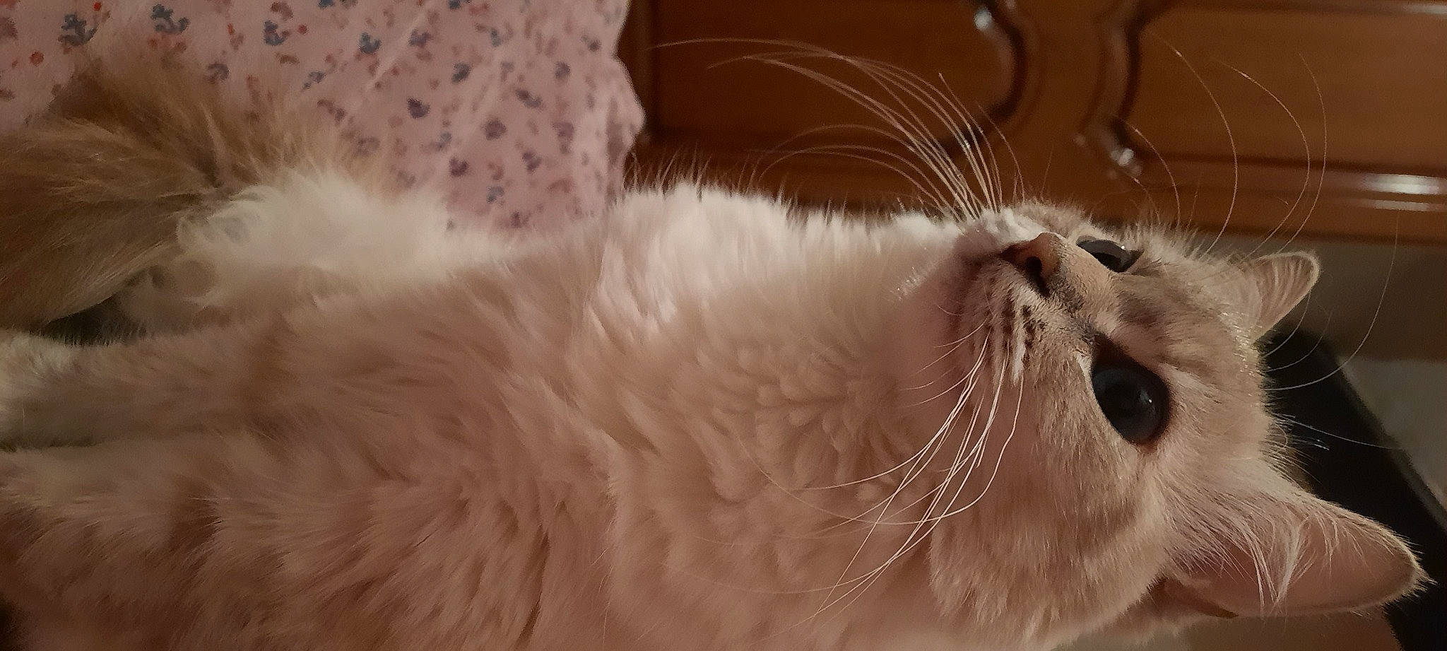 Pixel a rejoint le concours — aidez-le/la à gagner de superbes lots ! beige, carnivore, cat, close_up, couch, fawn, felidae, fur, iris, linens, small_to_medium_sized_cats, snout, terrestrial_animal, vertebrate, whiskers