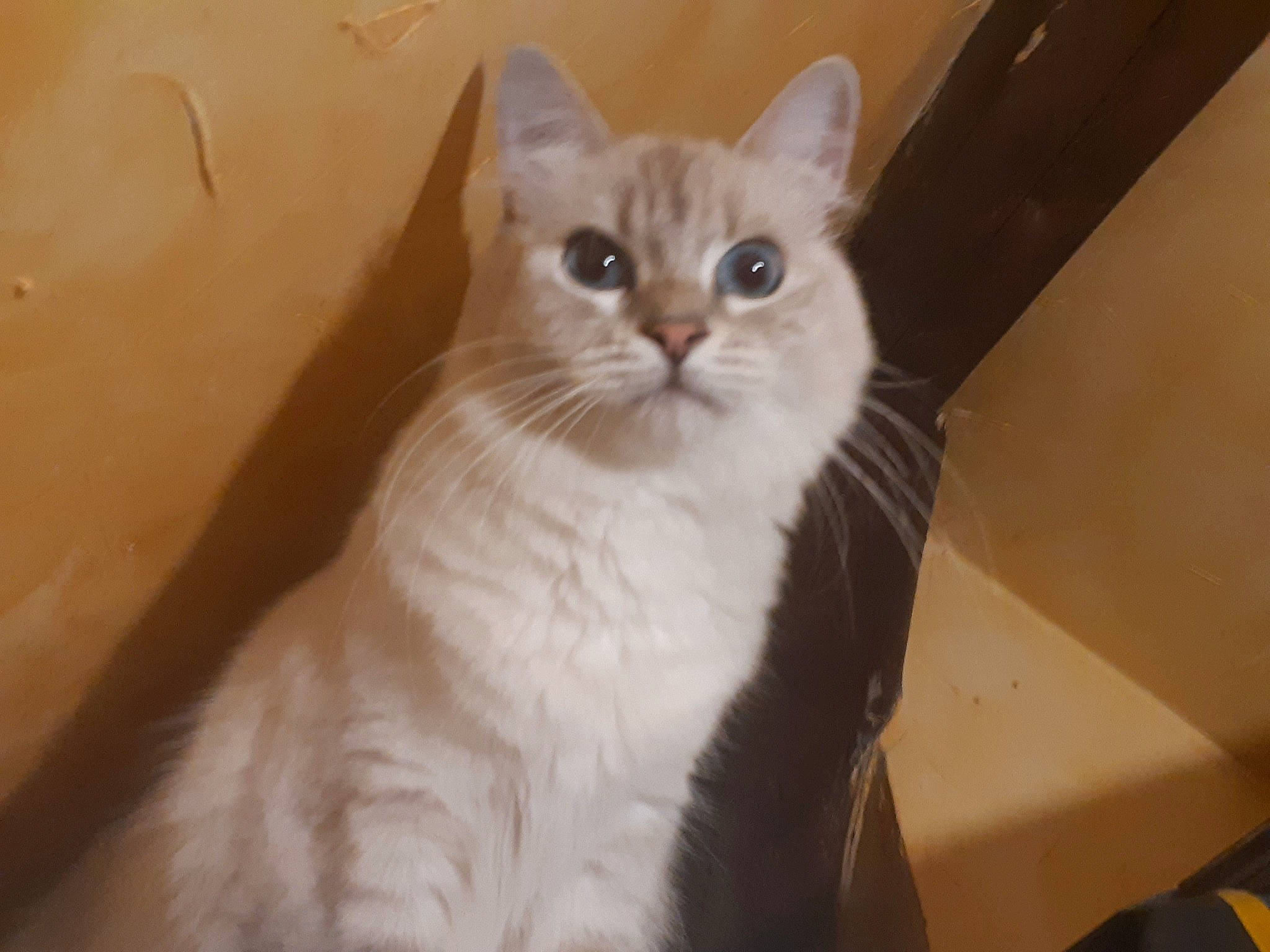 Pixel participe au concours pour gagner de l'argent avec cette photo : aegean_cat, american_wirehair, asian, asian_semi_longhair, british_semi_longhair, burmilla, carnivore, cat, domestic_long_haired_cat, domestic_short_haired_cat, european_shorthair, eye, felidae, javanese, mammal, ojos_azules, small_to_medium_sized_cats, turkish_van, vertebrate, whiskers