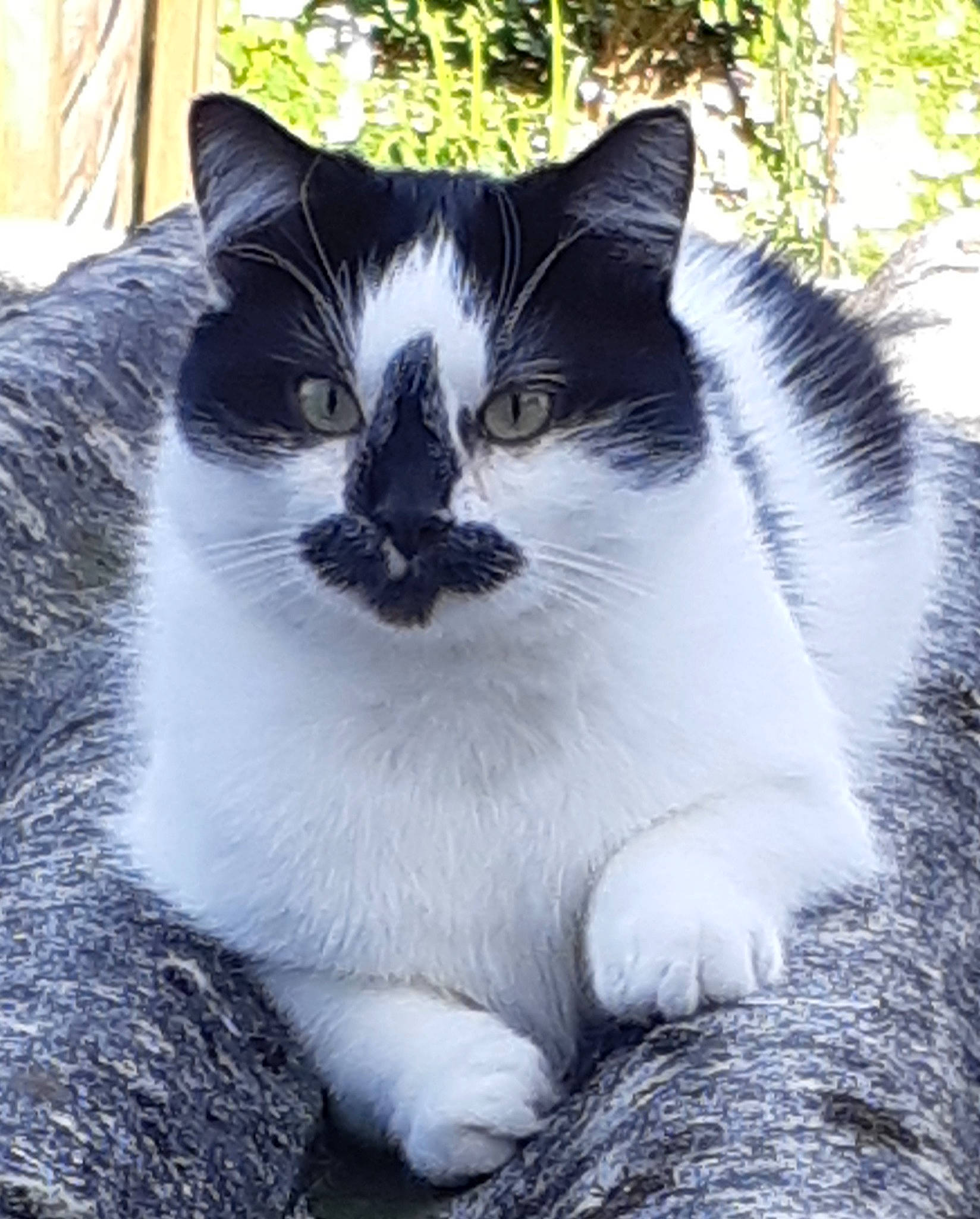 Kiki participe au concours pour gagner de l'argent avec cette photo : aegean_cat, american_wirehair, black_and_white, carnivore, cat, cymric, domestic_long_haired_cat, domestic_short_haired_cat, felidae, fur, japanese_bobtail, mammal, norwegian_forest_cat, polydactyl_cat, ragdoll, small_to_medium_sized_cats, snout, tail, whiskers