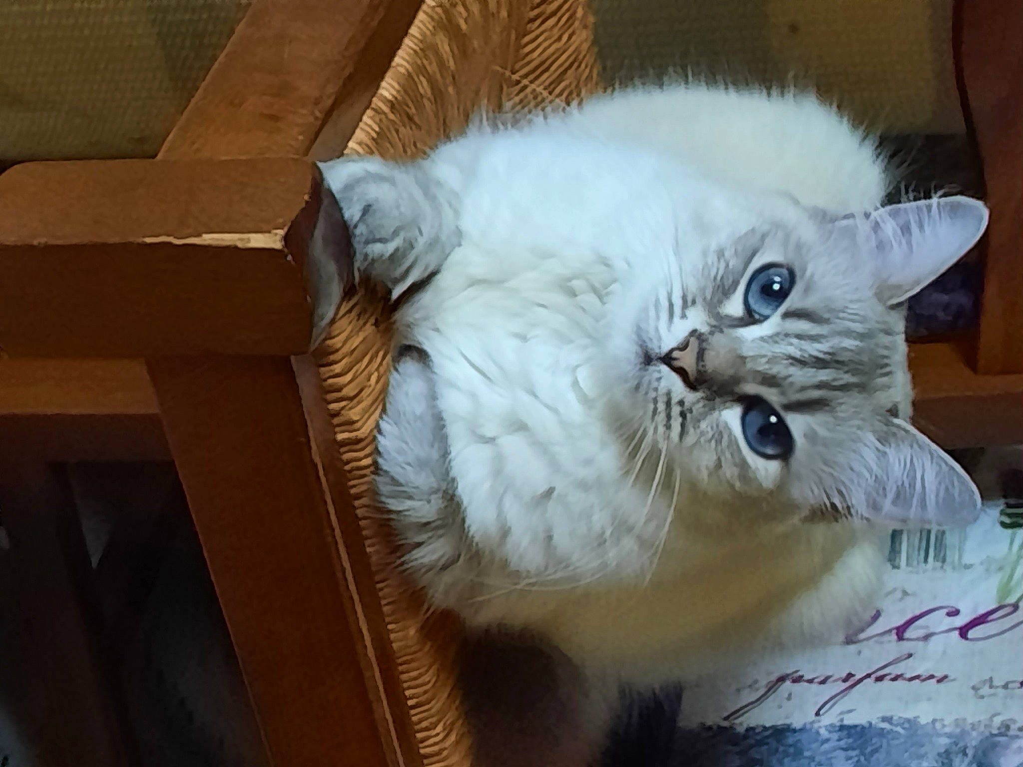 Pixel participe au concours pour gagner de l'argent avec cette photo : box, carnivore, cat, comfort, fawn, felidae, fur, hardwood, small_to_medium_sized_cats, whiskers, wood