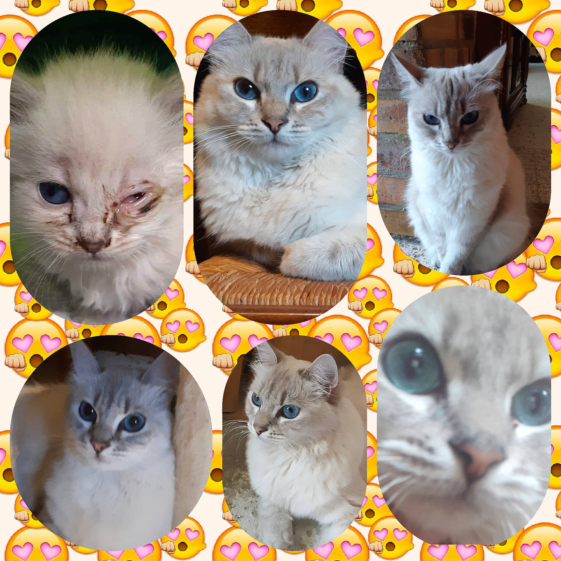 Pixel participe au concours pour gagner de l'argent avec cette photo : adaptation, blue, carnivore, cat, collage, felidae, font, fur, internet_meme, iris, mammal, nose, organ, organism, photo_caption, small_to_medium_sized_cats, snout, vertebrate, whiskers, white