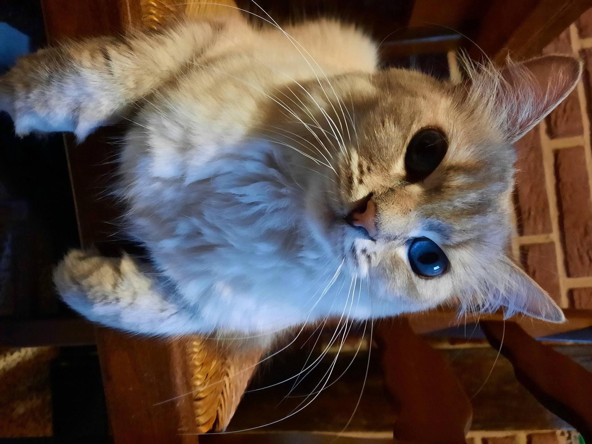 Pixel participe au concours pour gagner de l'argent avec cette photo : carnivore, cat, claw, domestic_short_haired_cat, ear, electric_blue, fawn, felidae, fur, mammal, paw, small_to_medium_sized_cats, snout, tail, vertebrate, whiskers, wood