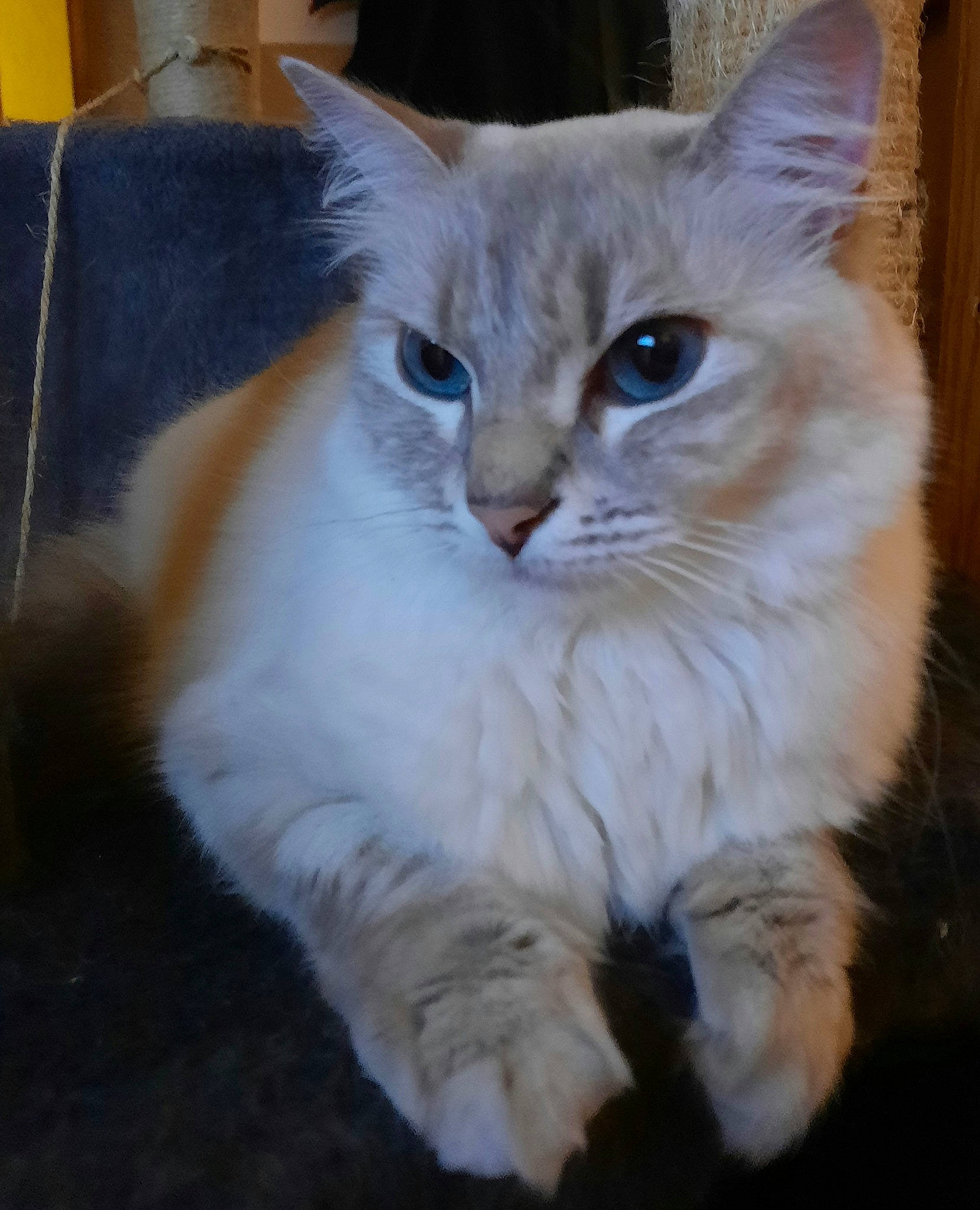 Pixel a rejoint le concours — aidez-le/la à gagner de superbes lots ! carnivore, cat, claw, domestic_short_haired_cat, electric_blue, event, fawn, felidae, fur, small_to_medium_sized_cats, snout, tail, whiskers