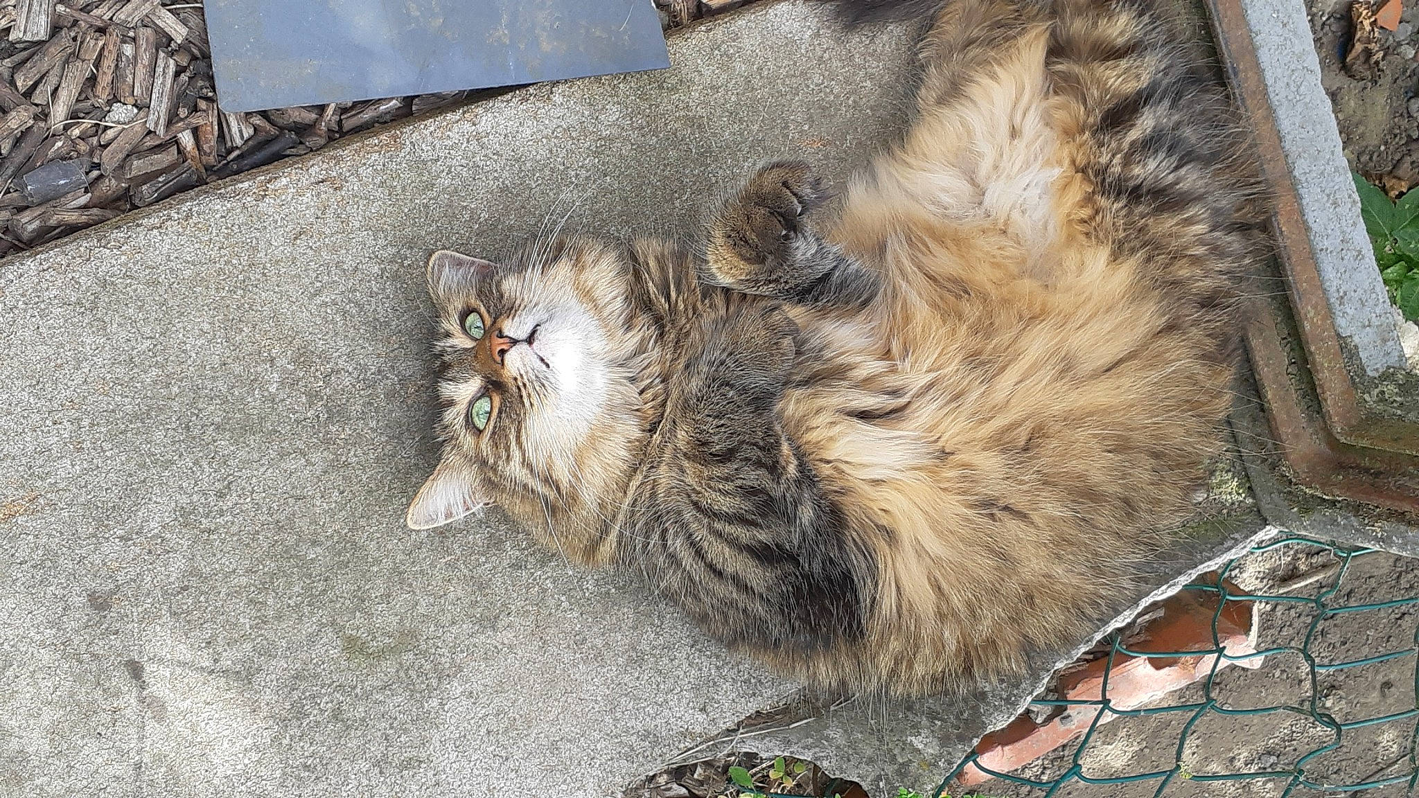 Noukie participe au concours pour gagner de l'argent avec cette photo : carnivore, cat, domestic_long_haired_cat, domestic_short_haired_cat, european_shorthair, felidae, fur, norwegian_forest_cat, siberian, small_to_medium_sized_cats, snout, tabby_cat, whiskers, wild_cat