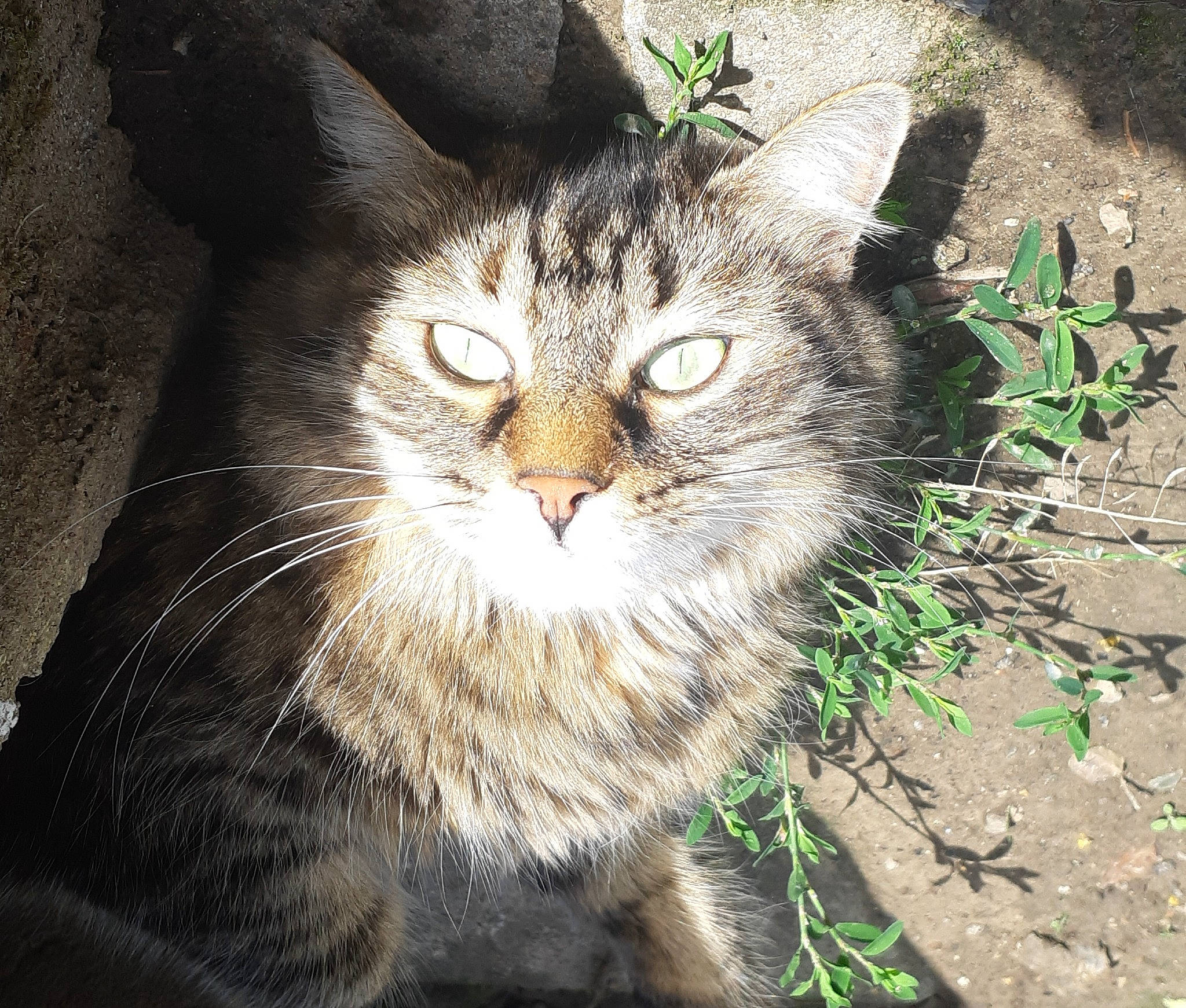 Noukie a rejoint le concours — aidez-le/la à gagner de superbes lots ! aegean_cat, asian, carnivore, cat, domestic_long_haired_cat, domestic_short_haired_cat, dragon_li, european_shorthair, eye, felidae, fur, plant, siberian, small_to_medium_sized_cats, snout, tabby_cat, whiskers, wild_cat