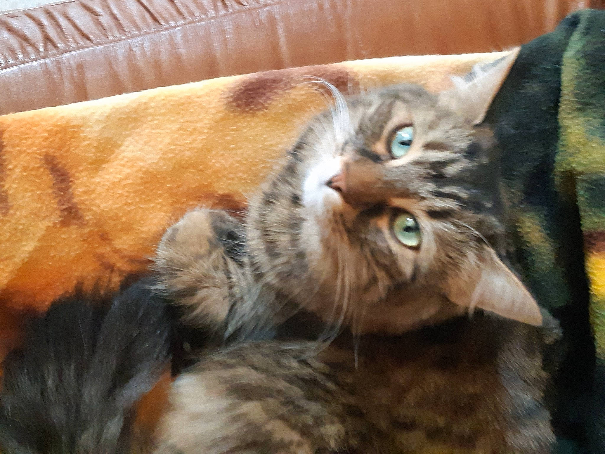 Noukie participe au concours pour gagner de l'argent avec cette photo : carnivore, cat, cymric, domestic_long_haired_cat, domestic_short_haired_cat, european_shorthair, eye, felidae, fur, maine_coon, mammal, norwegian_forest_cat, pixie_bob, siberian, small_to_medium_sized_cats, snout, somali, tabby_cat, vertebrate, whiskers