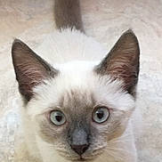 Bleu is registered to the contest to win money with this photo: cat, kitten, siamese, pet, animal, fur, blue_eyes, tail, ears, whiskers, cute, curious, indoor, floor, close_up, young, small, mammal, looking, adorable
