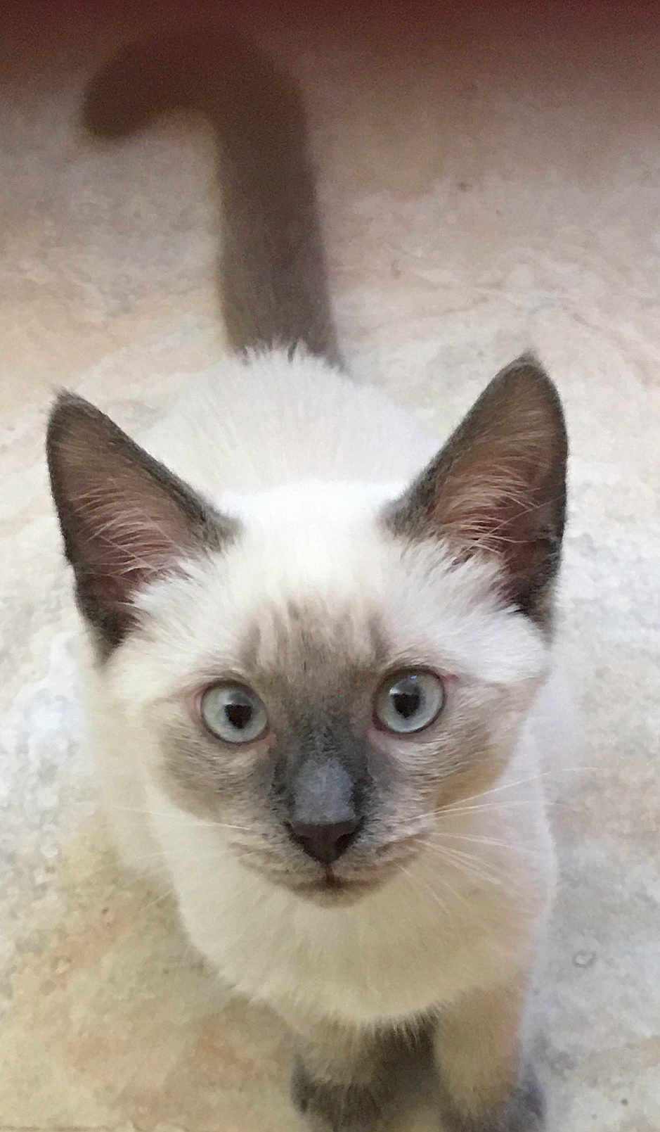 Bleu