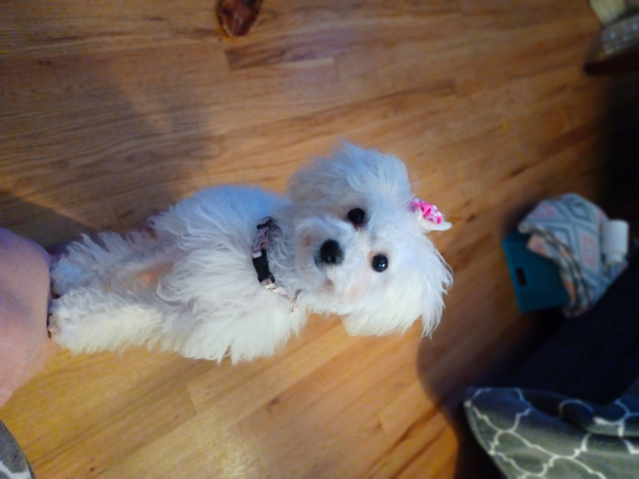 Mollie is registered to the contest to win money with this photo: canidae, carnivore, companion_dog, dog, dog_breed, dog_supply, fawn, flooring, fur, hardwood, laminate_flooring, maltepoo, snout, sporting_group, toy_dog, varnish, wood, wood_flooring, wood_stain, working_animal