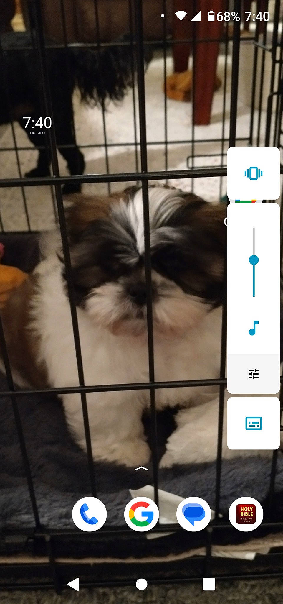 Rosie joined the competition — help win amazing prizes! canidae, carnivore, companion_dog, dog, dog_breed, font, fur, gesture, liver, mammal, pet_supply, screenshot, shih_tzu, sporting_group, terrestrial_animal, toy_dog, working_animal
