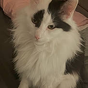 Marshmallow is registered to the contest to win money with this photo: cat, white_cat, black_patches, fluffy_fur, pet, indoor, bed, pillow, feline, animal, cute, sitting, domestic_cat, fur, whiskers, ears, eyes, relaxed, cozy, household