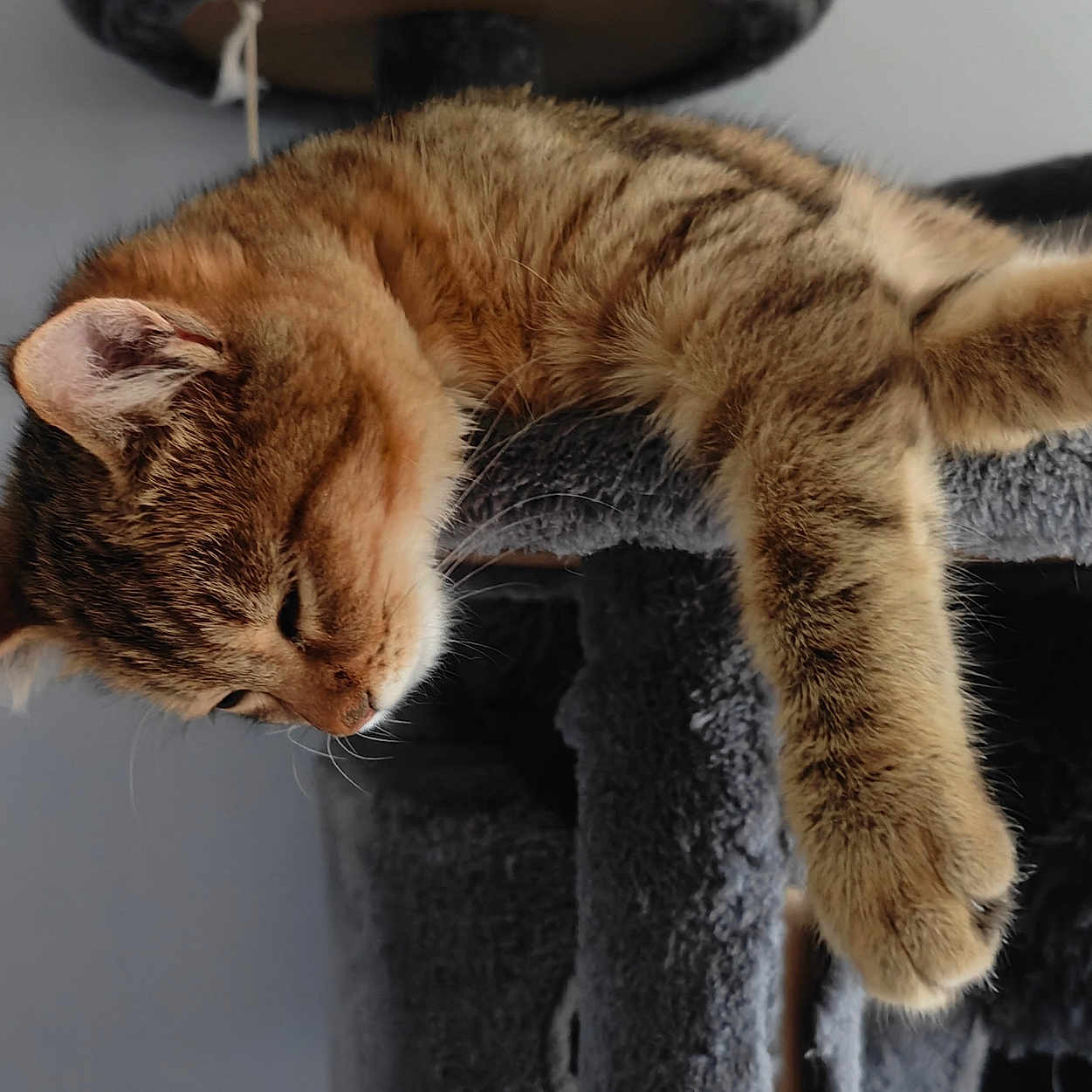 Lune participe au concours pour gagner de l'argent avec cette photo : abyssinian, animal, cat, chair, couch, furniture, kitten, manx, person, pet, sleeping